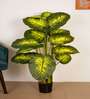 Artificial Dieffenbachia Plant with Black Pot
