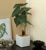 Dot Monstera Pvc Dot Monstera Artificial Bonsai With White Ceramic Pot