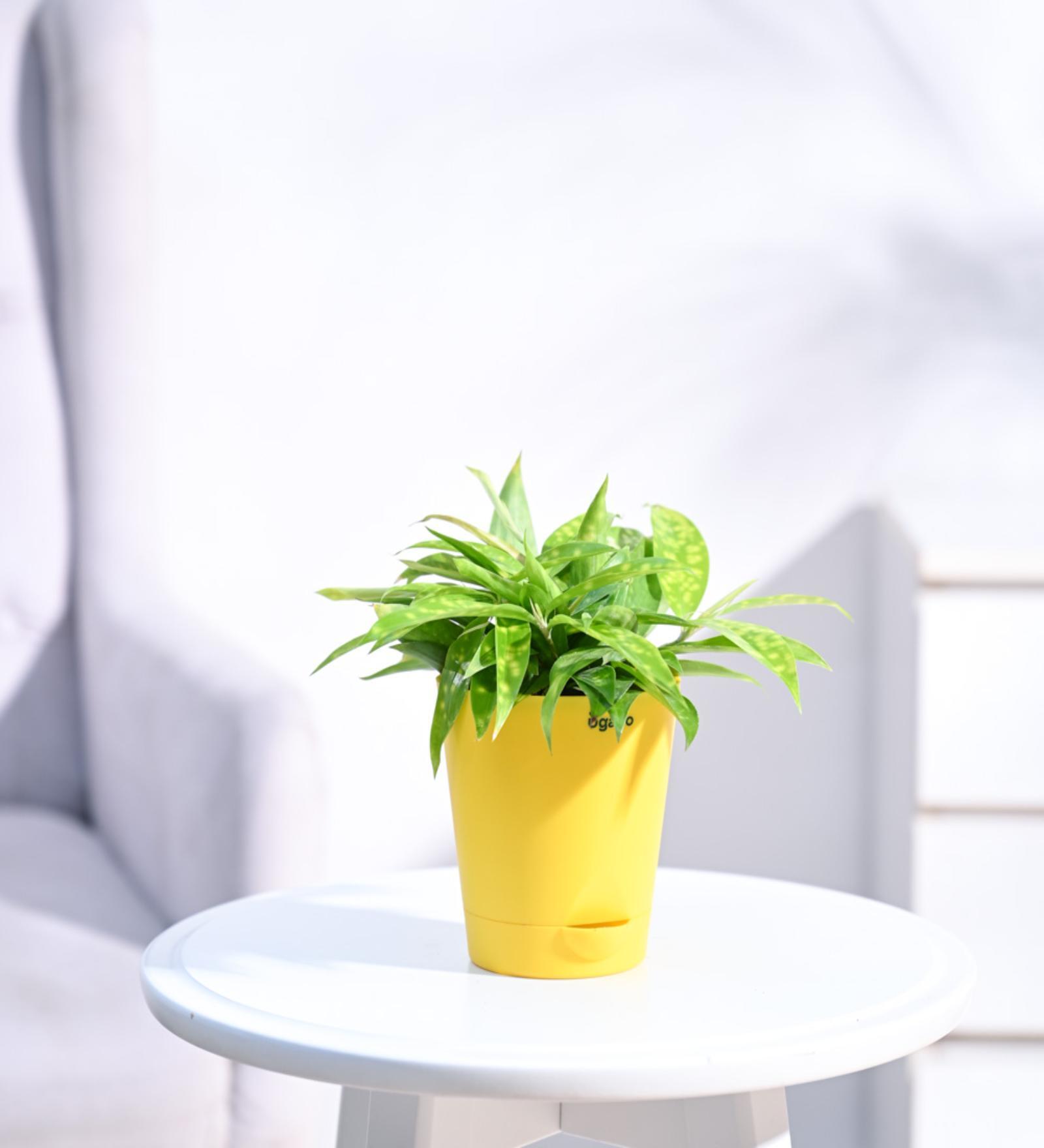 Dracaena Golden Milky Natural Plant In Yellow Self Watering Plastic Pot