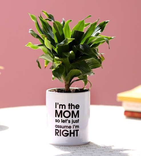 Buy Dracaena Plant In Printed Pot For Mom By Ferns N Petals Online