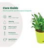 Dracaena Compacta Natural Plant In Green Self Watering Plastic Pot
