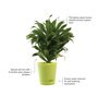 Dracaena Compacta Natural Plant In Green Self Watering Plastic Pot
