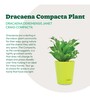 Dracaena Compacta Natural Plant In Green Self Watering Plastic Pot