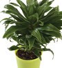 Dracaena Compacta Natural Plant In Green Self Watering Plastic Pot