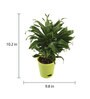 Dracaena Compacta Natural Plant In Green Self Watering Plastic Pot