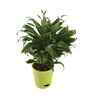 Dracaena Compacta Natural Plant In Green Self Watering Plastic Pot
