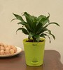 Dracaena Compacta Natural Plant In Green Self Watering Plastic Pot