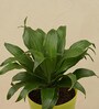 Dracaena Compacta Natural Plant In Green Self Watering Plastic Pot