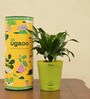 Dracaena Compacta Natural Plant In Green Self Watering Plastic Pot