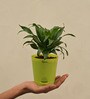 Dracaena Compacta Natural Plant In Green Self Watering Plastic Pot