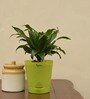 Dracaena Compacta Natural Plant In Green Self Watering Plastic Pot