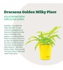 Dracaena Golden Milky Natural Plant In Yellow Self Watering Plastic Pot