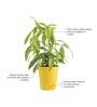 Dracaena Golden Milky Natural Plant In Yellow Self Watering Plastic Pot