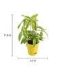 Dracaena Golden Milky Natural Plant In Yellow Self Watering Plastic Pot