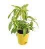 Dracaena Golden Milky Natural Plant In Yellow Self Watering Plastic Pot