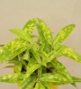 Dracaena Golden Milky Natural Plant In Yellow Self Watering Plastic Pot