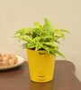 Dracaena Golden Milky Natural Plant In Yellow Self Watering Plastic Pot