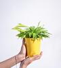 Dracaena Golden Milky Natural Plant In Yellow Self Watering Plastic Pot