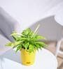 Dracaena Golden Milky Natural Plant In Yellow Self Watering Plastic Pot