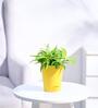 Dracaena Golden Milky Natural Plant In Yellow Self Watering Plastic Pot