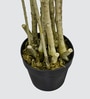 Dracaena Reflexa Tree