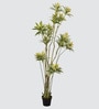 Dracaena Reflexa Tree