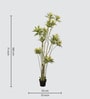 Dracaena Reflexa Tree