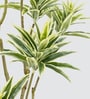 Dracaena Reflexa Tree