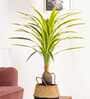 Dracaena Yellow Polyester Artificial Tropical Plant without Pot