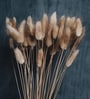Dried Flower Brown And Natural Bunny Tails 37 Stems