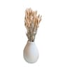 Dried Flower Brown And Natural Bunny Tails 37 Stems