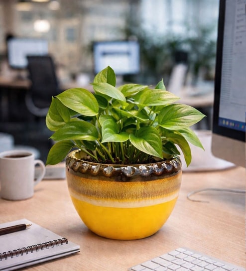 Dual Tone Glazed Ceramic Planter Pot
