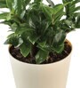 Dwarf Zz Natural Plant In Ivory Self Watering Plastic Pot