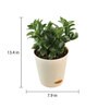 Dwarf Zz Natural Plant In Ivory Self Watering Plastic Pot