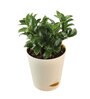 Dwarf Zz Natural Plant In Ivory Self Watering Plastic Pot