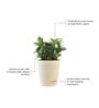Dwarf Zz Natural Plant In Ivory Self Watering Plastic Pot