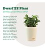 Dwarf Zz Natural Plant In Ivory Self Watering Plastic Pot