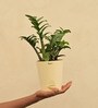Dwarf Zz Natural Plant In Ivory Self Watering Plastic Pot