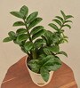 Dwarf Zz Natural Plant In Ivory Self Watering Plastic Pot