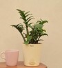 Dwarf Zz Natural Plant In Ivory Self Watering Plastic Pot