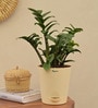 Dwarf Zz Natural Plant In Ivory Self Watering Plastic Pot