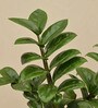 Dwarf Zz Natural Plant In Ivory Self Watering Plastic Pot