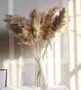 Earth Tone Brown Dried Flowers Set of 10 Stems