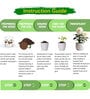 Easy Grow It Yourself Dhalia Gardening Kit for Home And Garden