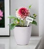 Easy Grow It Yourself Dhalia Gardening Kit for Home And Garden