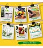 Easy Grow It Yourself Dhalia Gardening Kit for Home And Garden