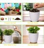 Easy Grow It Yourself Dhalia Gardening Kit for Home And Garden
