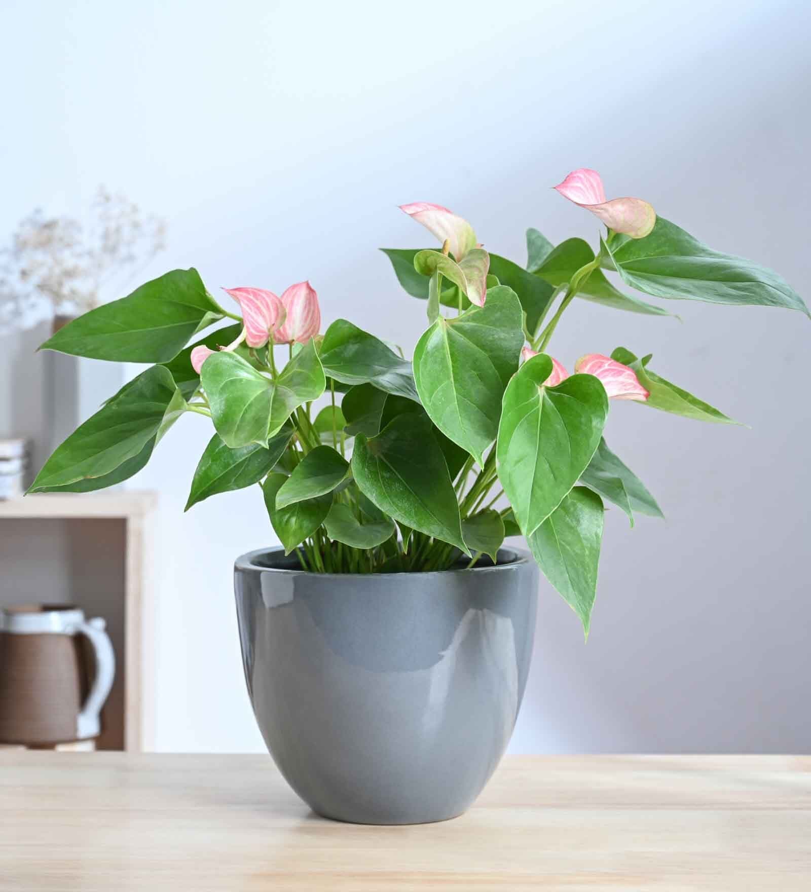 Echoing Eternity Grey Ceramic Planter