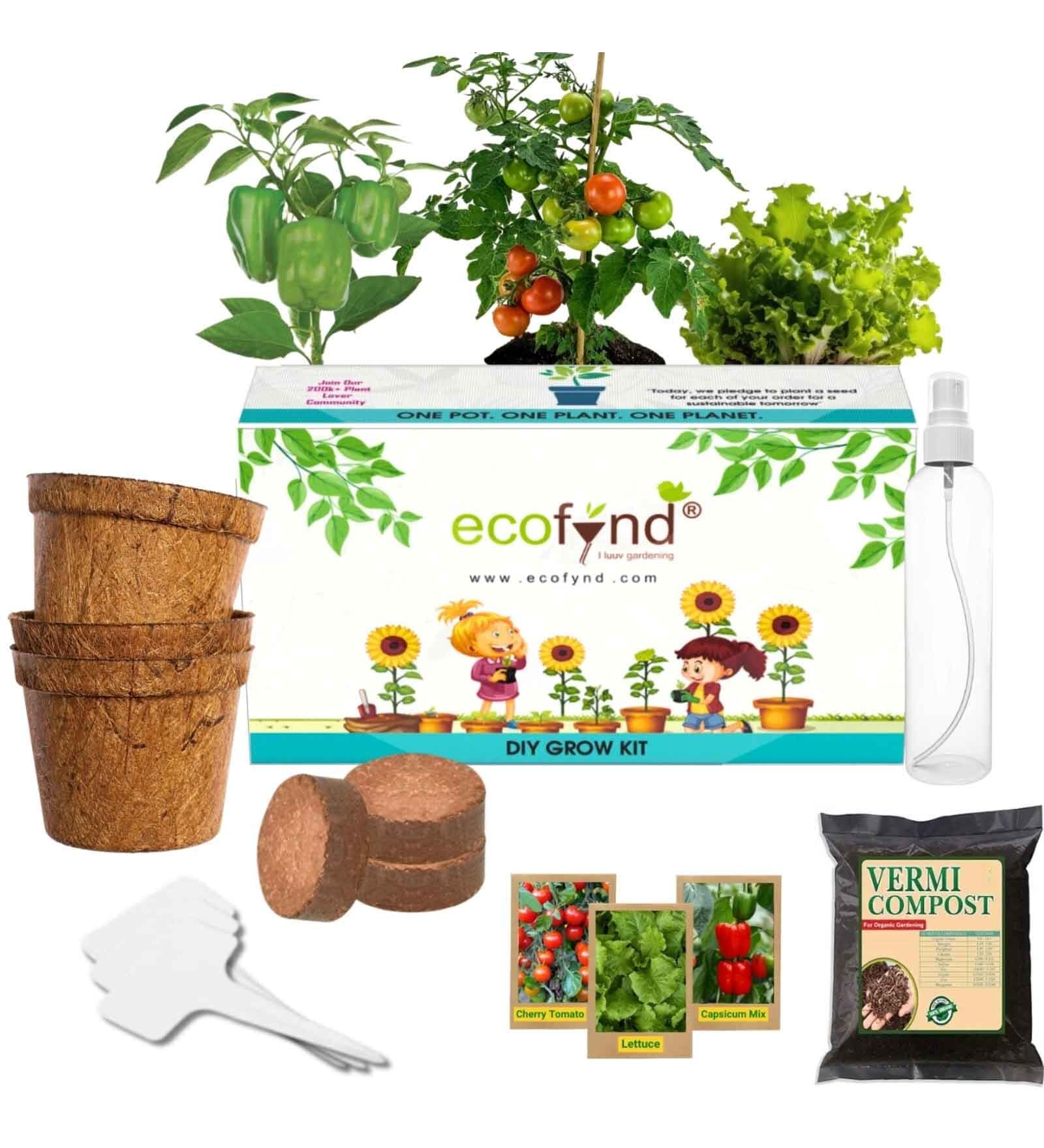 Ecofynd 3 In 1 Salad Gardening Kit: Cherry Tomato Capsicum Mix Lettuce Gardening Kit