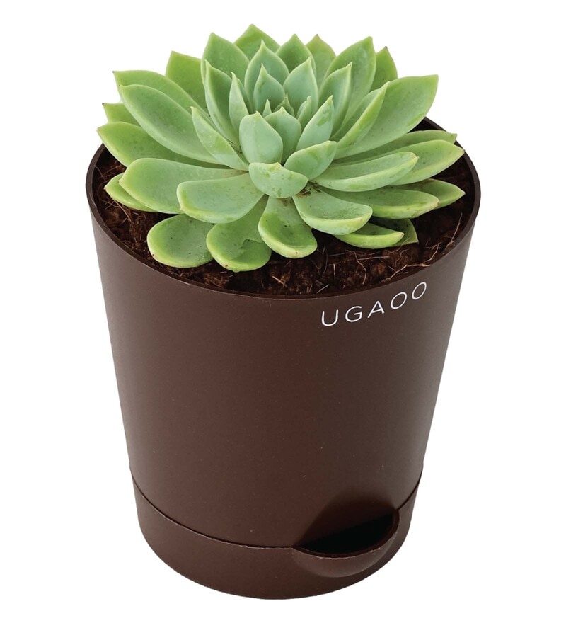 Buy Echeveria Pegasus Indoor Plants by Ugaoo Online - Indoor Plants ...